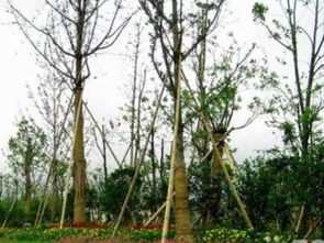 廣州園林綠化 專業(yè)綠化養(yǎng)護與工程服務，打造城市生態(tài)美