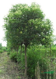 大葉女貞 上虞市世紀(jì)陽(yáng)光園林綠化工程中的優(yōu)選樹種