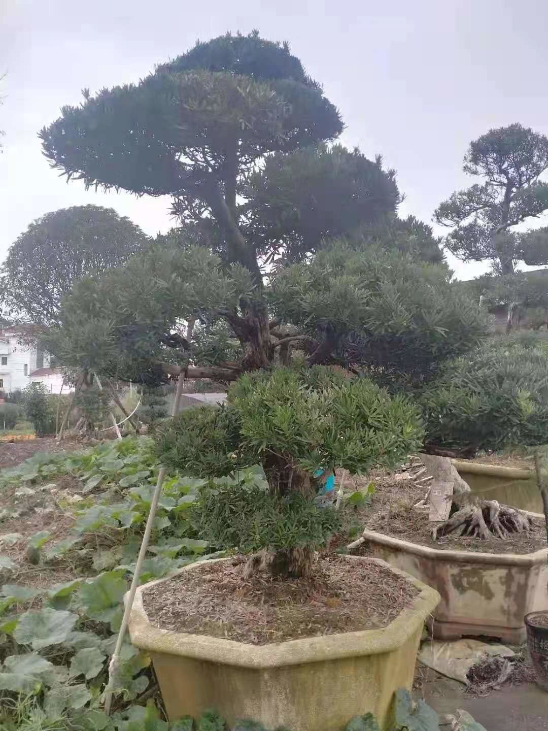 貴陽(yáng)苗木生產(chǎn)銷售基地 園林綠化工程的核心支撐